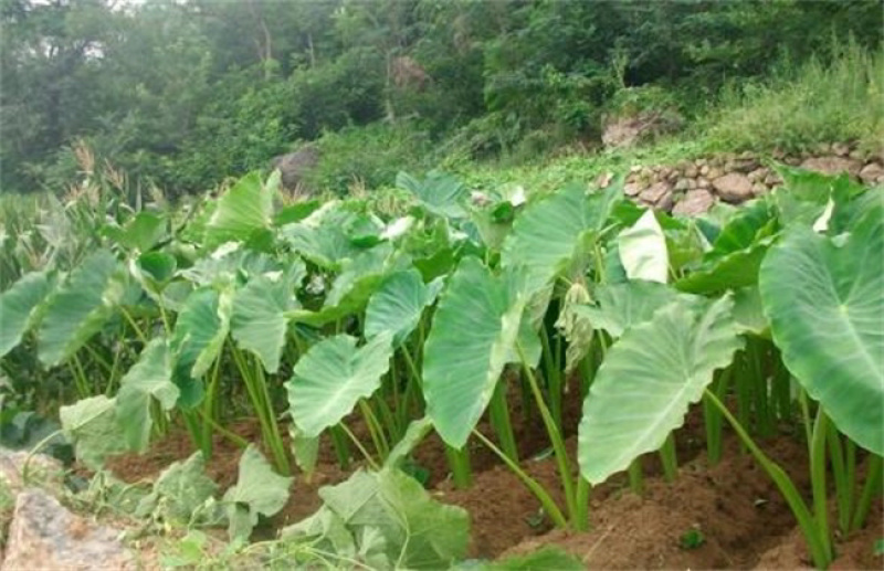 需要芋头的老板联系。量大从优