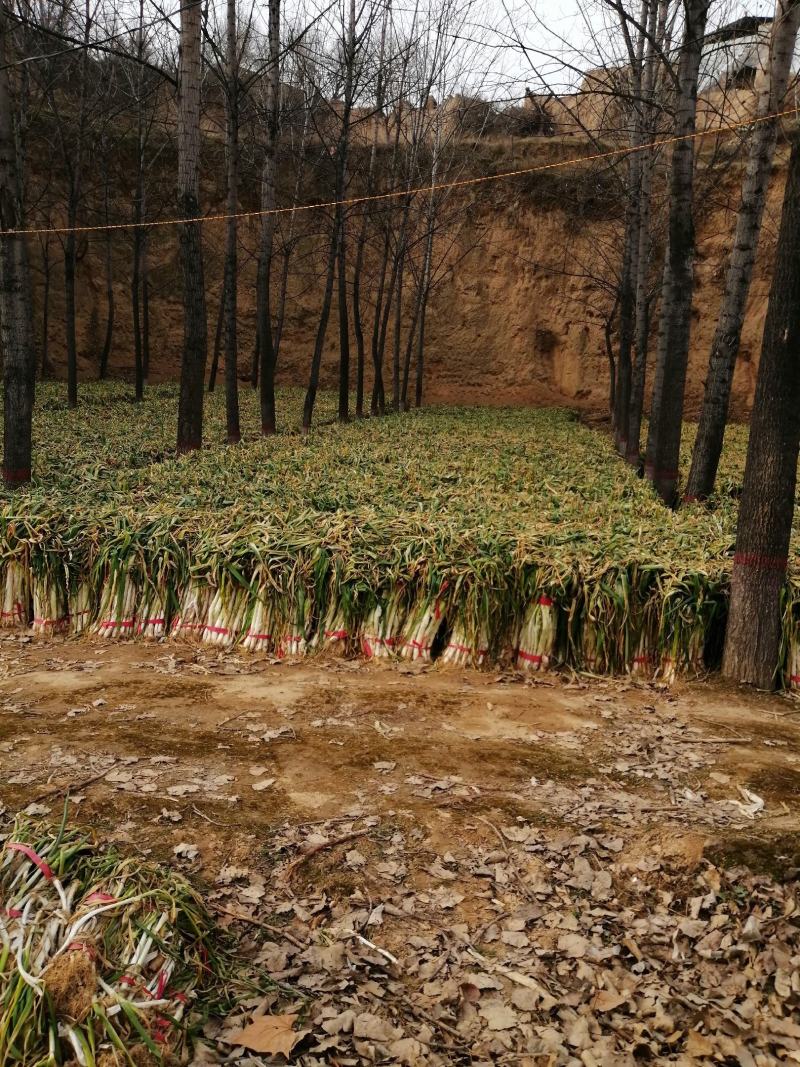 山西大葱，万荣大葱百万亩基地大葱，视频看货代发全国。