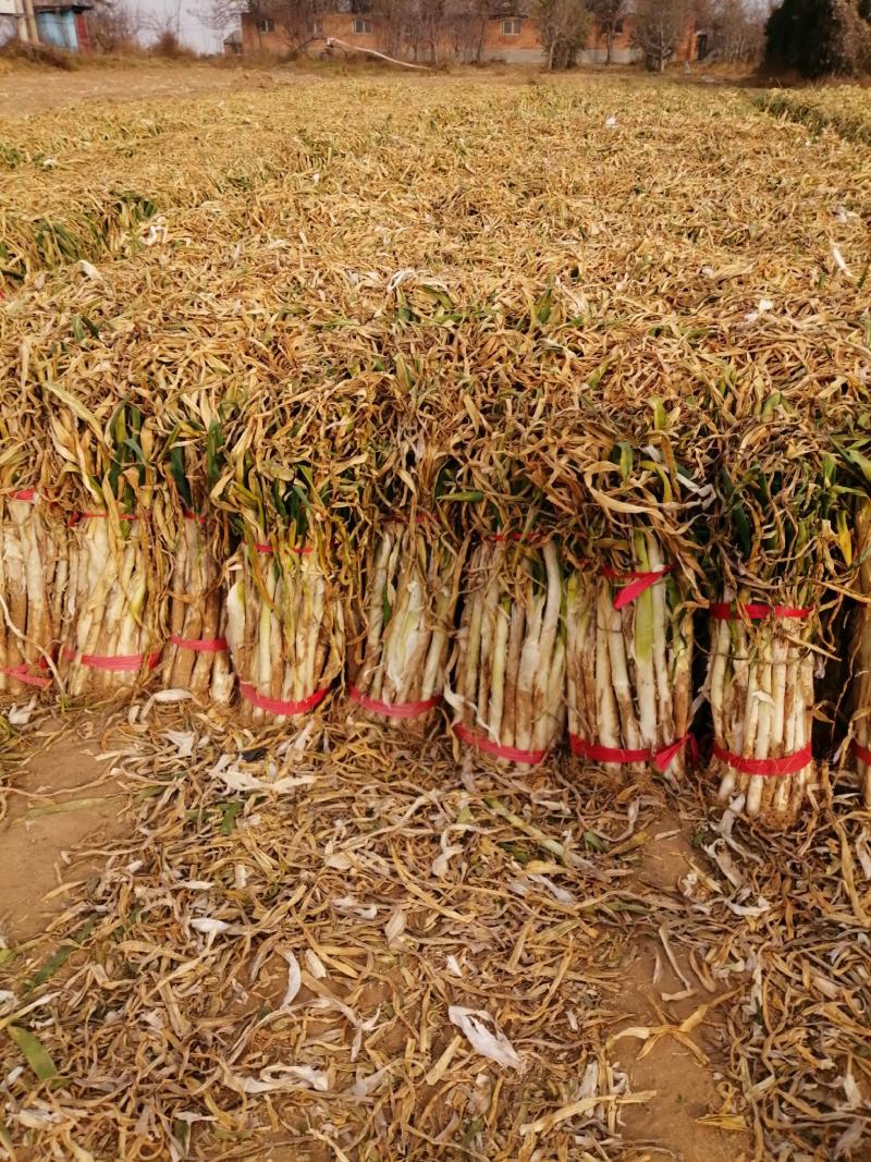 山西大葱，万荣大葱百万亩基地大葱，视频看货代发全国。