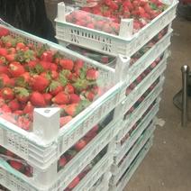 甜查理草莓大量上市欢迎大家来订单。