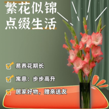 剑兰鲜切花唐菖蒲剑兰广东广州本地基地直发全国