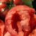 海阳普罗旺斯西红柿果园直发市场电商货沙瓤甜度高