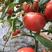 海阳普罗旺斯西红柿果园直发市场电商货沙瓤甜度高