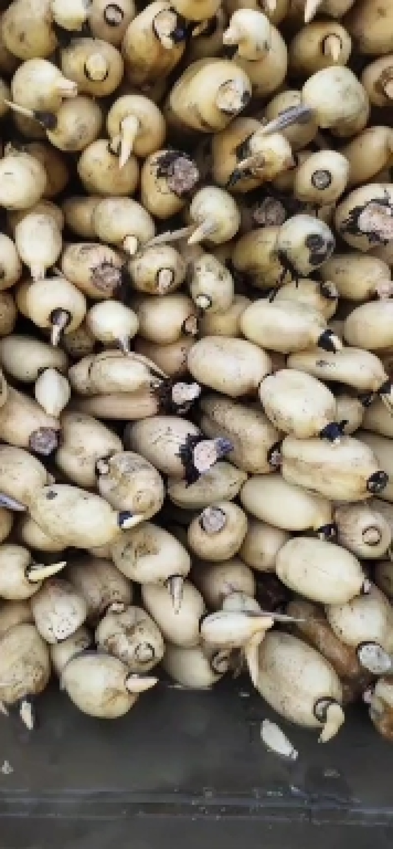 莲藕新鲜35莲藕，个头大，条形好，口感甜脆，