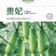 水果黄瓜种子贵妃甜脆嫩油绿全雌瓜码密产量高
