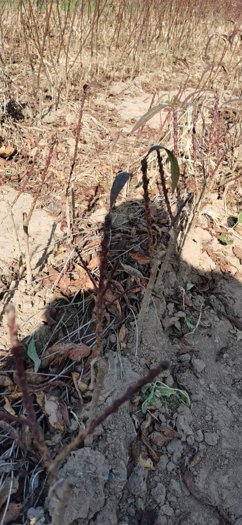 寿星碧桃，又称中华寿桃，河南鄢陵货源一手货源无中介。