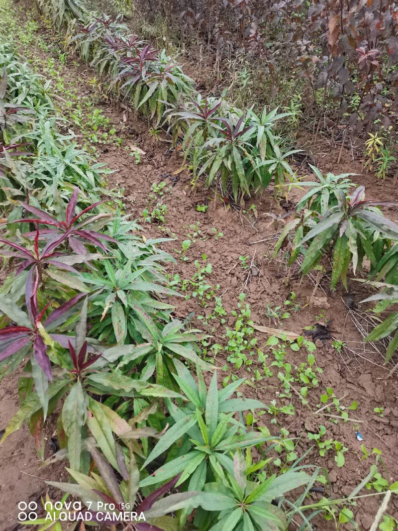寿星碧桃，又称中华寿桃，河南鄢陵货源一手货源无中介。