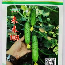 水果黄瓜种子未来108全雌耐寒耐热适合全年茬口栽培