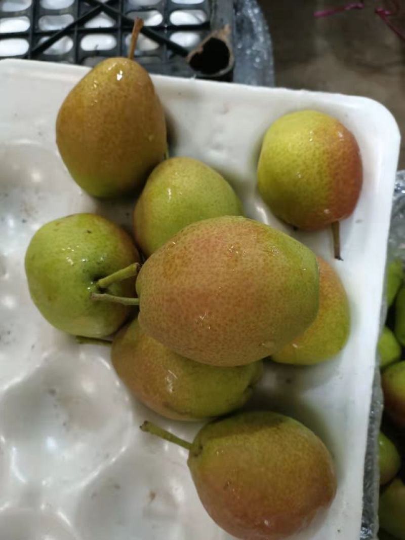 红香酥梨发往全国各地，供各大超市，市场，电商快递，团购等