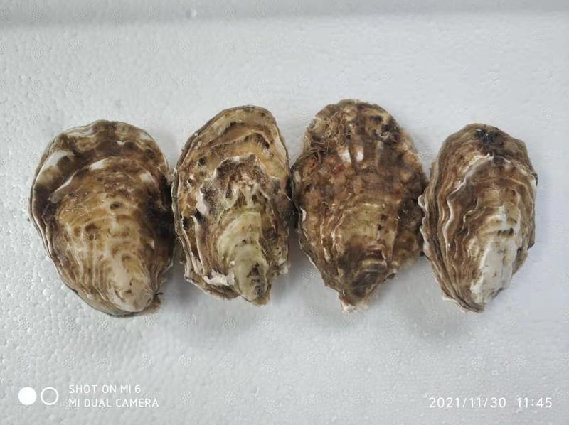 乳山生蚝乳山牡蛎单只6到8两自家养殖每天新鲜发货