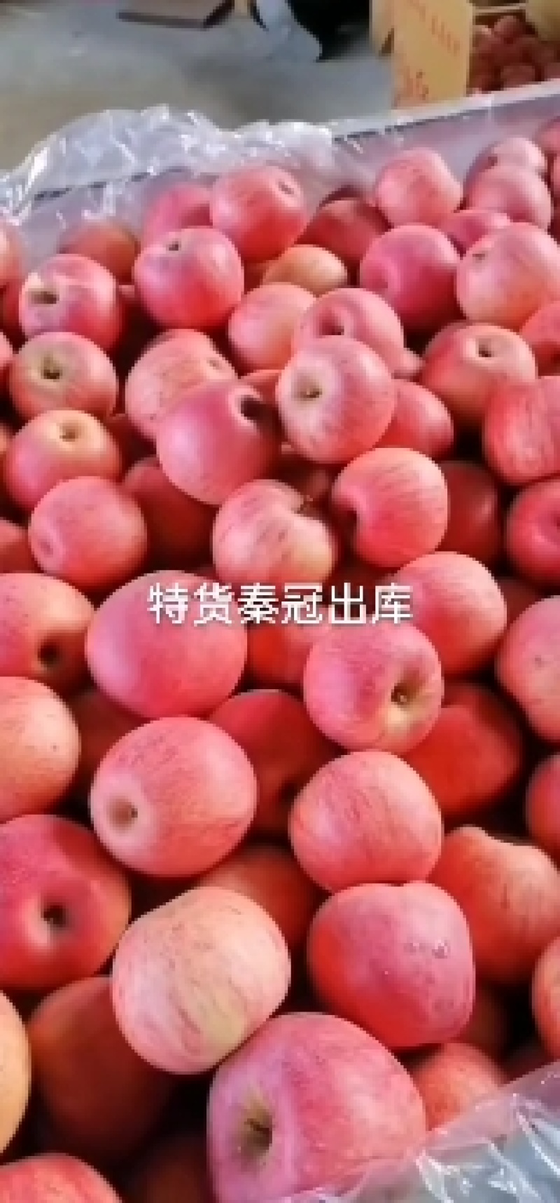天水苹果秦冠苹果纸袋秦冠苹果大量上市
