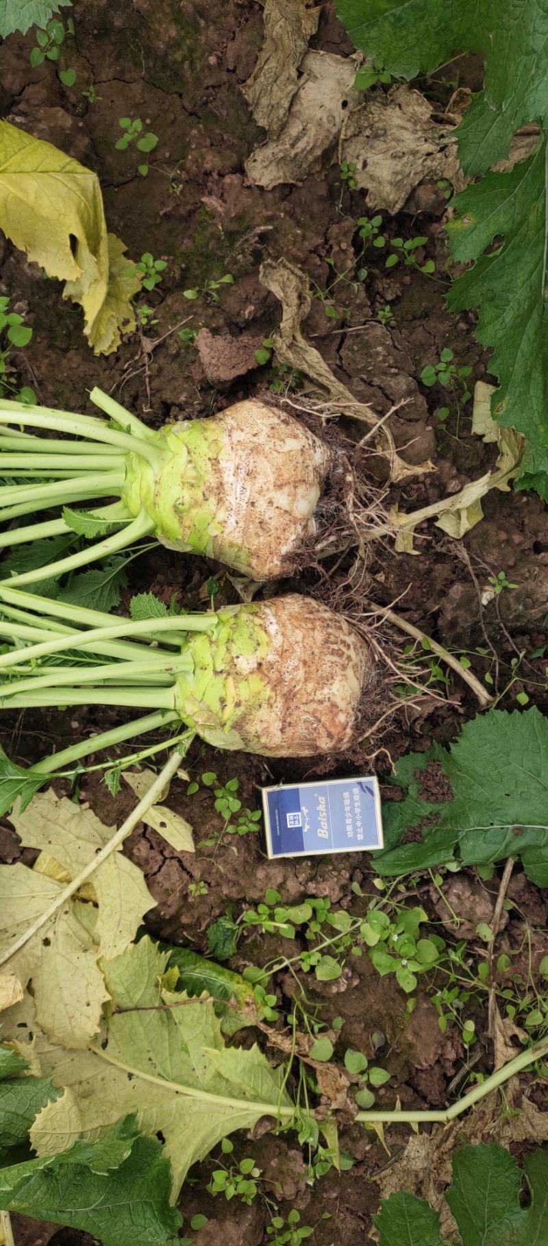 大量大头菜芥菜头上市需要的老板随时联系