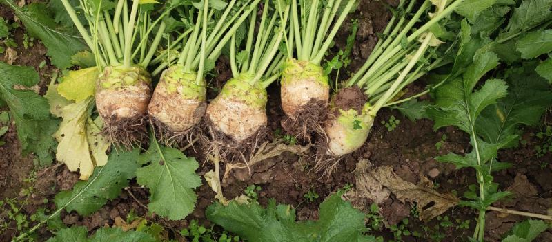 大量大头菜芥菜头上市需要的老板随时联系