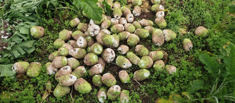 四川大头菜大量上市需要的老板欢迎提前下单