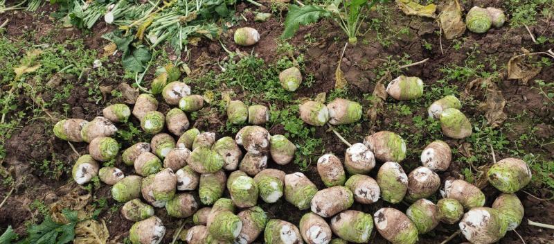 四川大头菜大量上市需要的老板欢迎提前下单