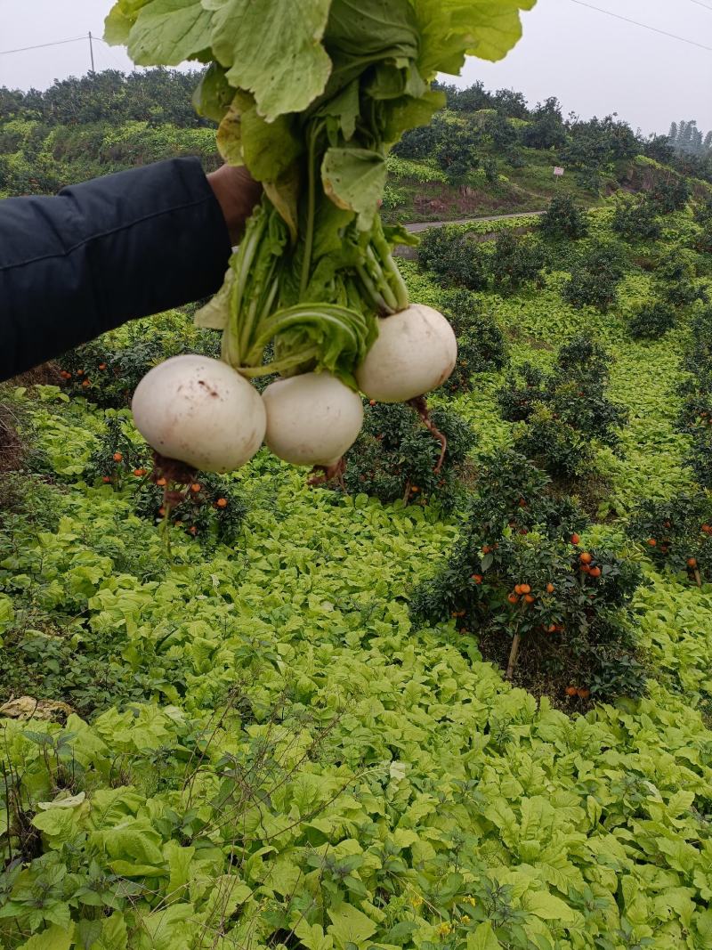 眉山园根萝卜，不空心，不裂痕，无畸形，量大从优