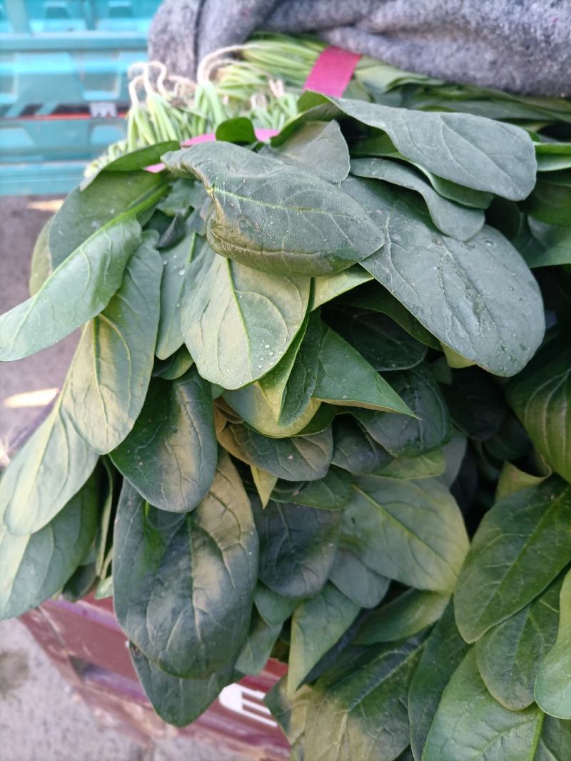 河南菠菜大叶菠菜小叶菠菜品种齐全产地直发质量保证
