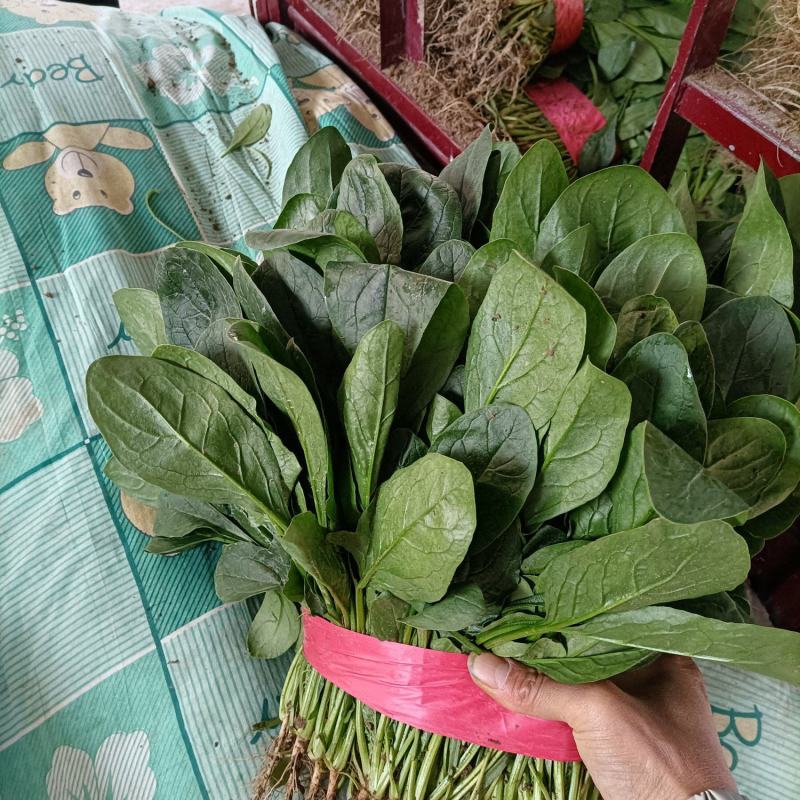 河南菠菜大叶菠菜小叶菠菜品种齐全产地直发质量保证