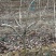 地径6-8公分山楂树，大金星山楂树，大五棱山楂树基地