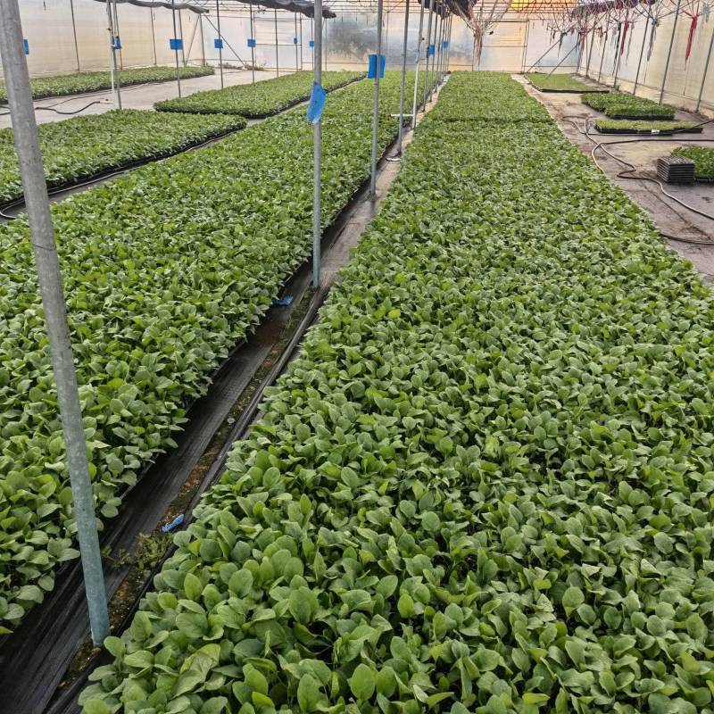 俊丰二号茄子苗烧烤茄苗穴盘苗带土发货基地直发海量货源