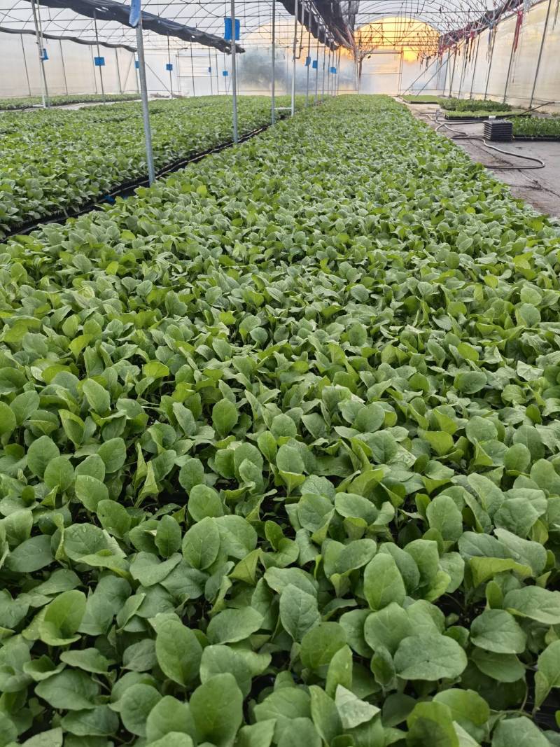 俊丰二号茄子苗烧烤茄苗穴盘苗带土发货基地直发海量货源