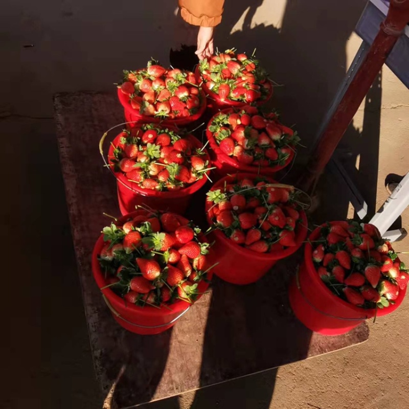 【草莓】山东临沂精品玖香草莓大量上市一手货源