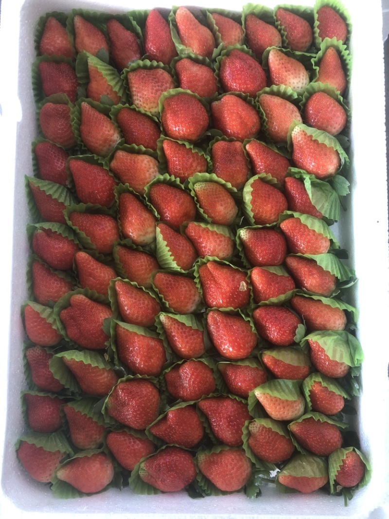 【草莓】山东临沂精品玖香草莓大量上市一手货源