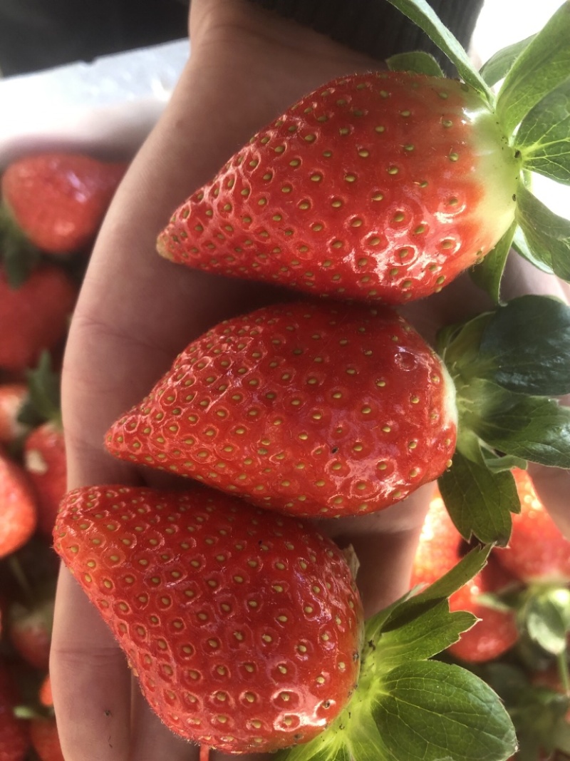 【草莓】山东临沂精品玖香草莓大量上市一手货源