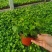 110青叶常春藤植物墙盆栽四季常青好养绿植