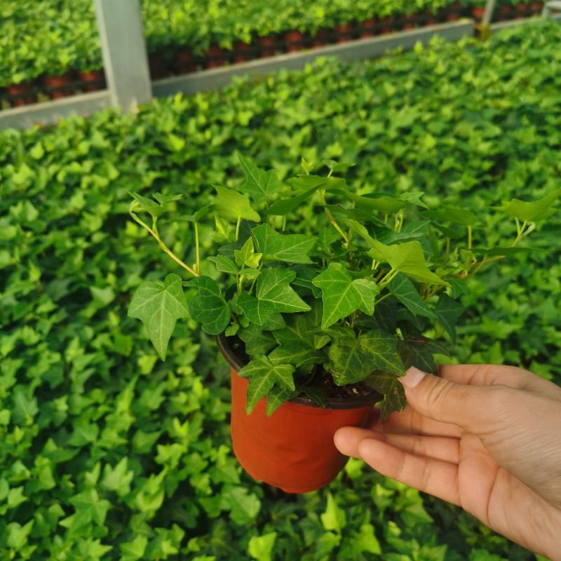110青叶常春藤植物墙盆栽四季常青好养绿植