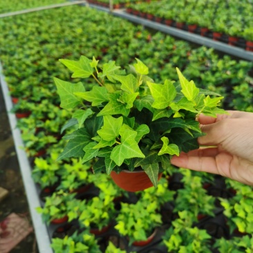 110青叶常春藤植物墙盆栽四季常青好养绿植