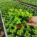110青叶常春藤植物墙盆栽四季常青好养绿植