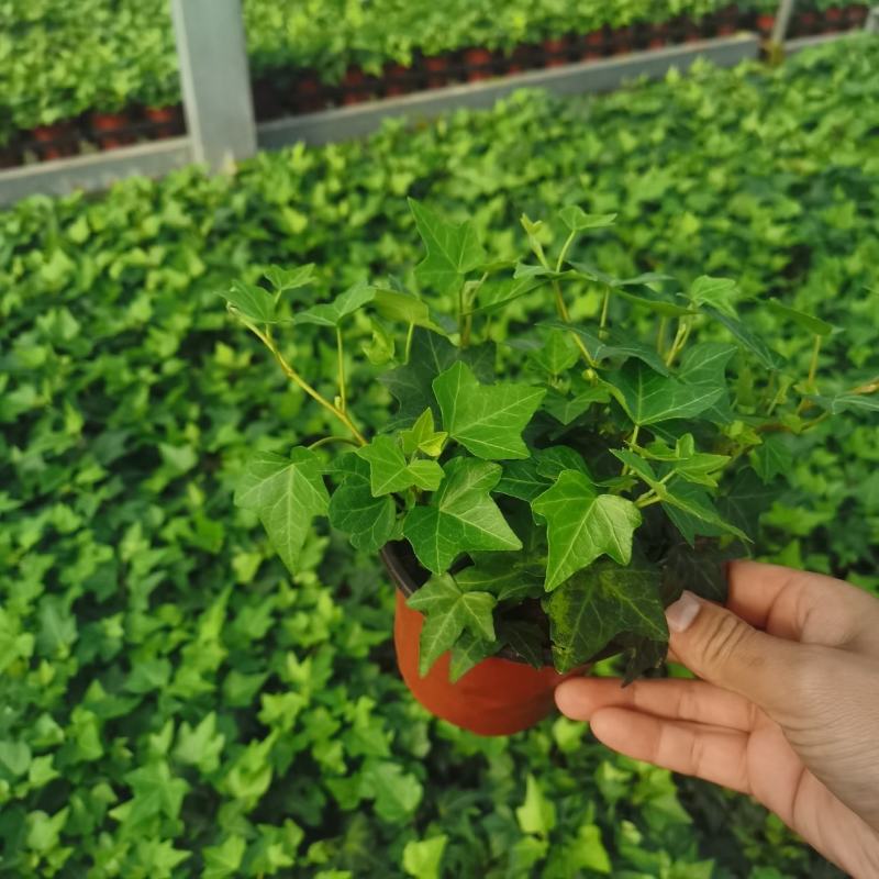 110青叶常春藤植物墙盆栽四季常青好养绿植