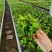 110青叶常春藤植物墙盆栽四季常青好养绿植