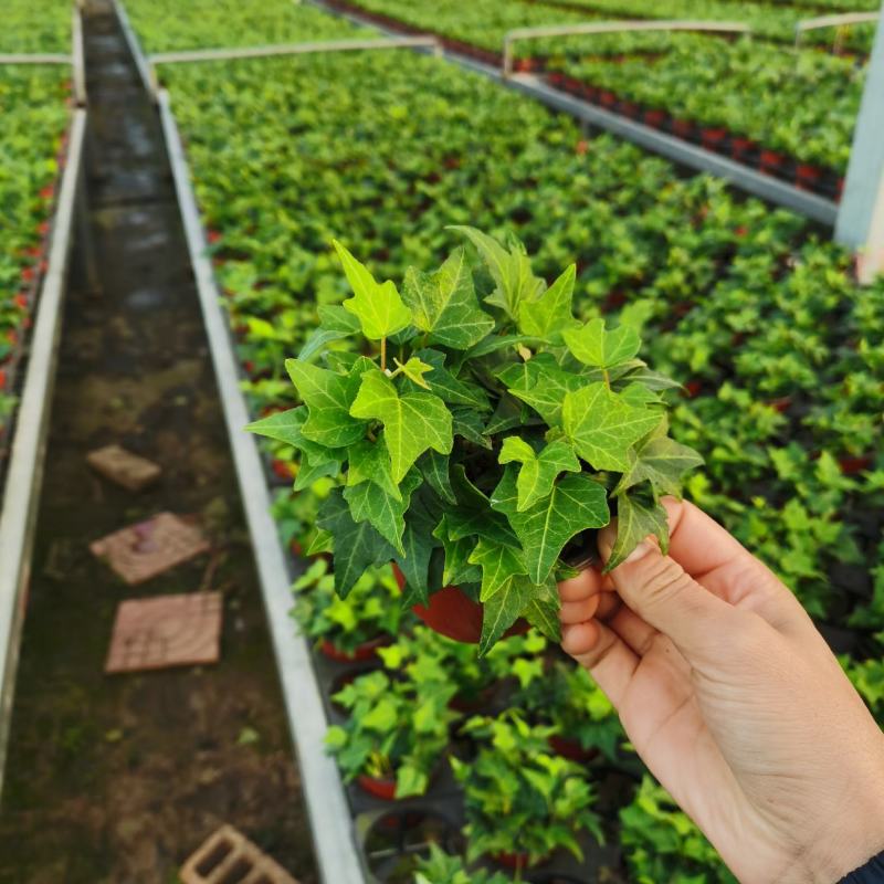 110青叶常春藤植物墙盆栽四季常青好养绿植