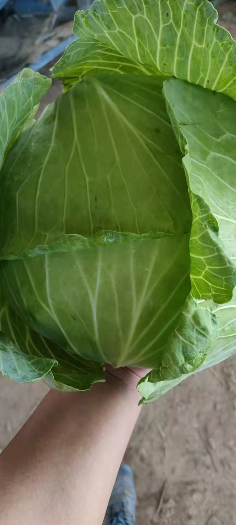 大量精品新鲜包菜上市中，价格美丽，有需要的老板联系我。