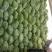 大量精品新鲜包菜上市中，价格美丽，有需要的老板联系我。
