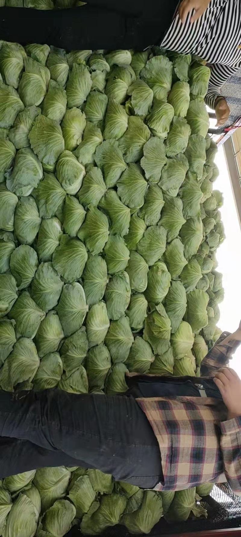 大量精品新鲜包菜上市中，价格美丽，有需要的老板联系我。