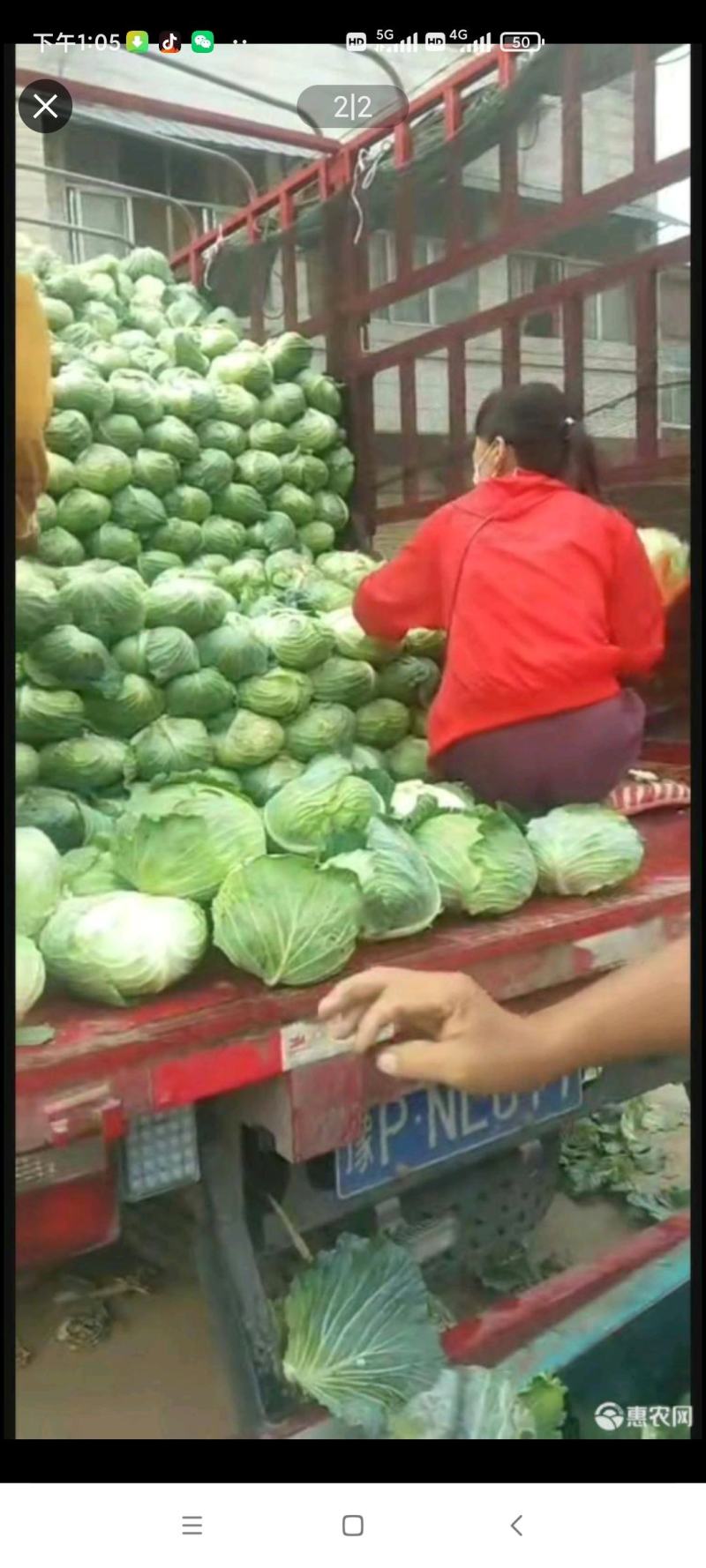 大量精品新鲜包菜上市中，价格美丽，有需要的老板联系我。