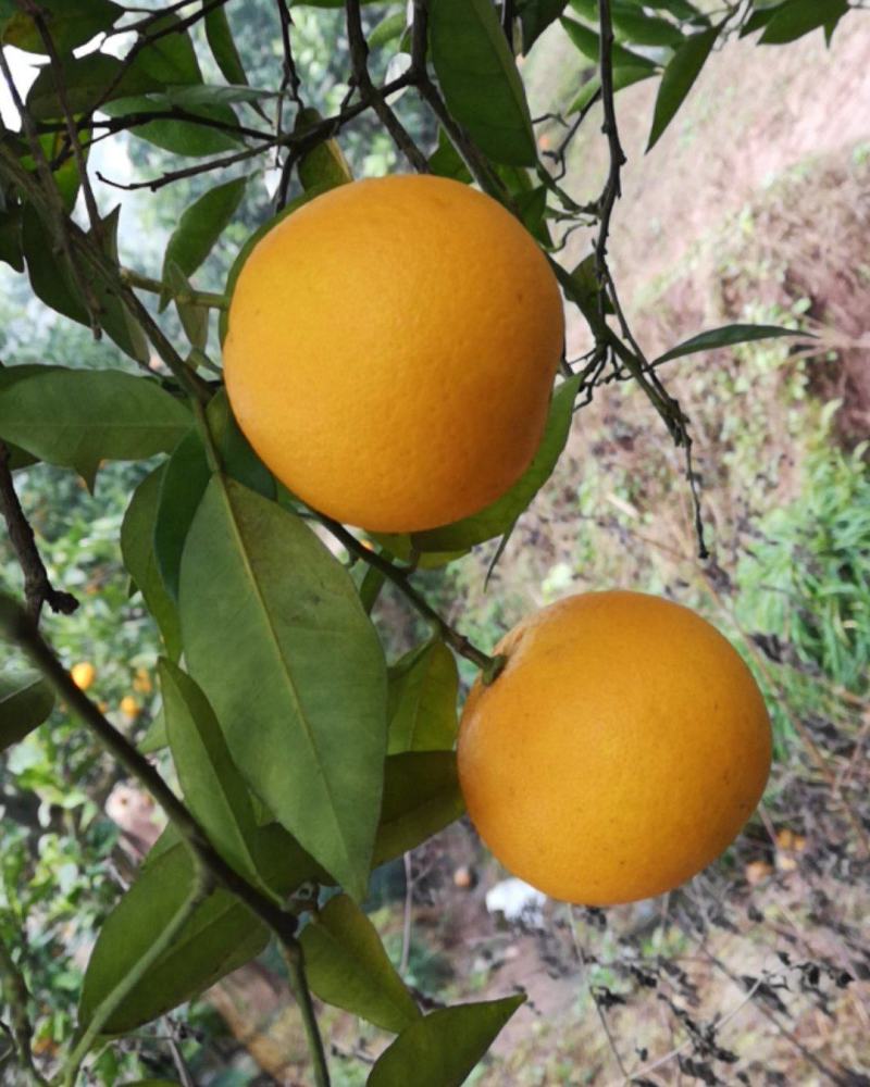 四川脐橙，皮薄化渣，水份足，现摘现发，货源充足，对接电商微商