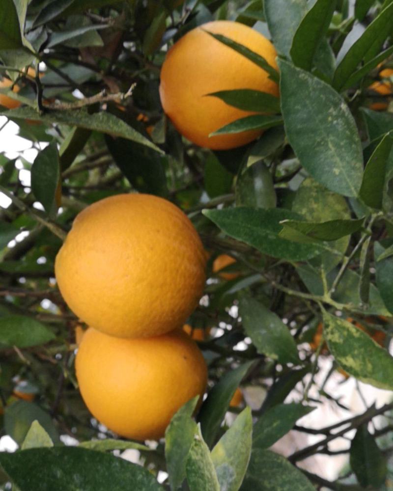 四川脐橙，皮薄化渣，水份足，现摘现发，货源充足，对接电商微商