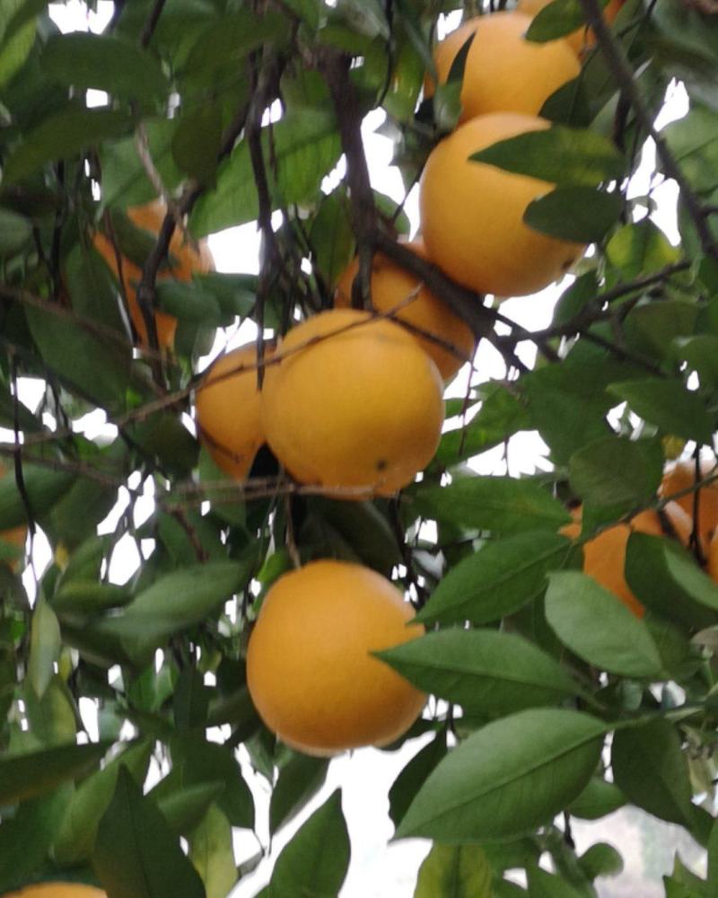 四川脐橙，皮薄化渣，水份足，现摘现发，货源充足，对接电商微商