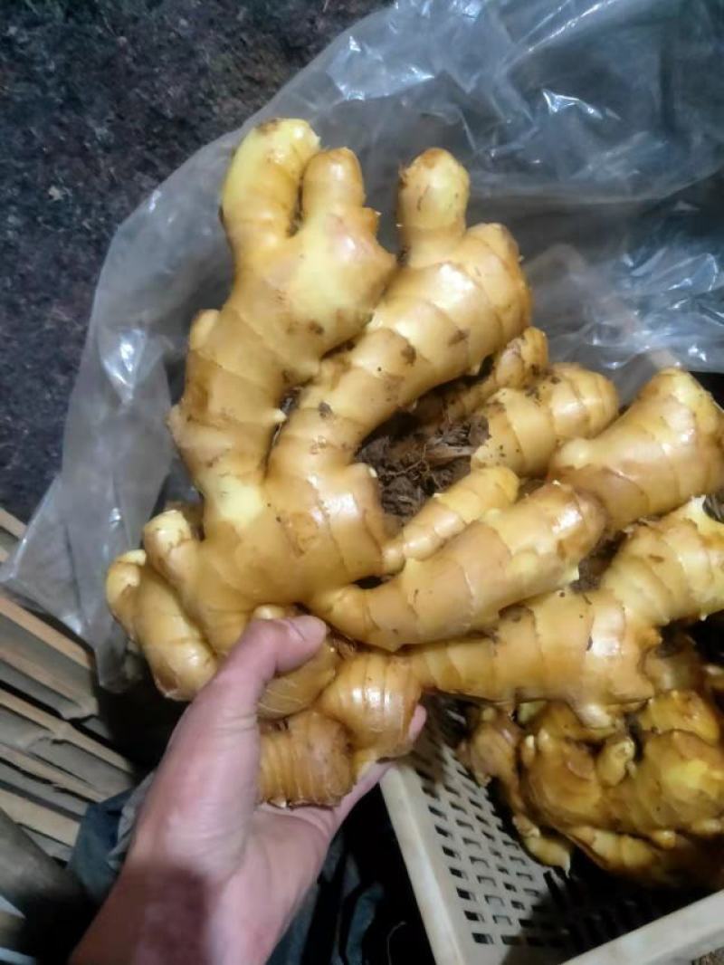 山东精品鲜生姜，原产地直发，货源充足
