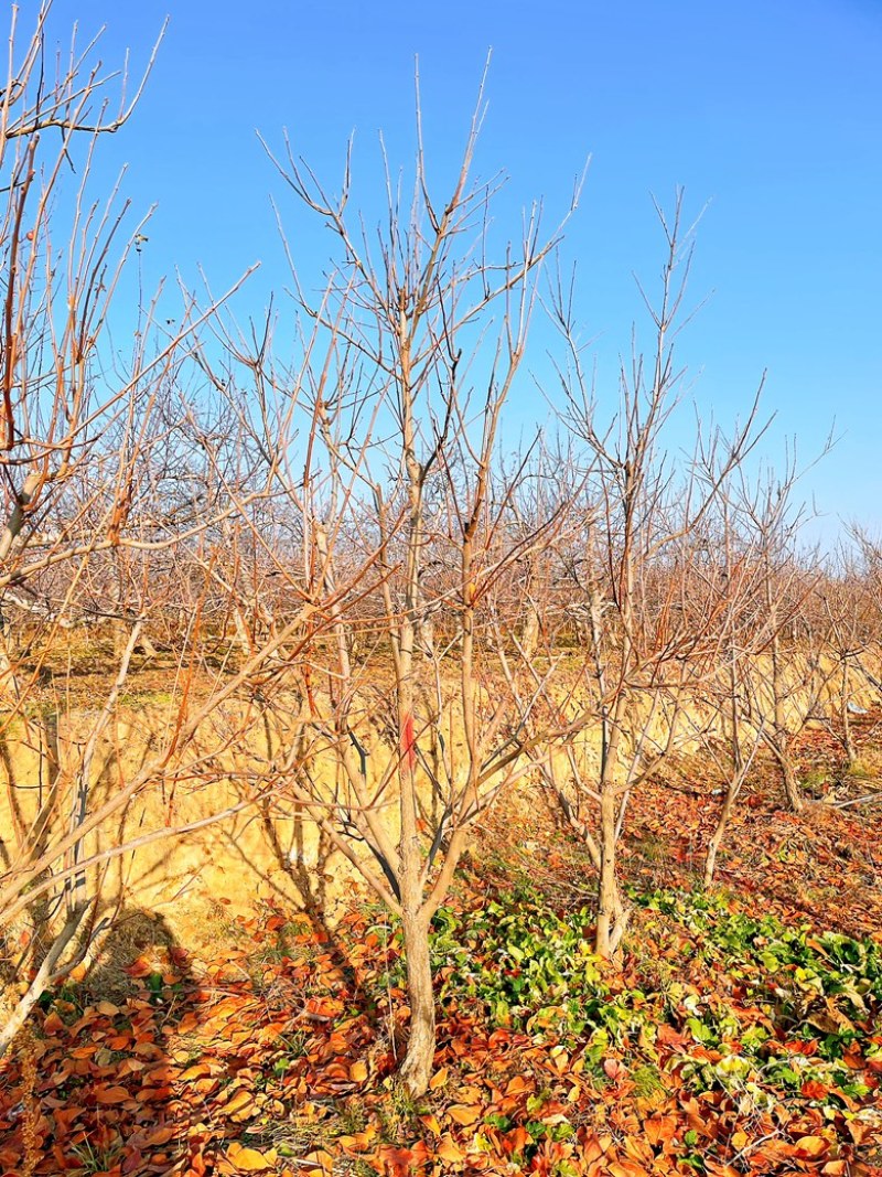 6公分阳丰甜柿子树，7公分脆甜柿子树，脆甜柿子树产品