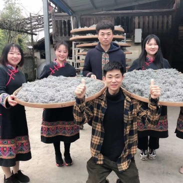 莓茶藤茶古茶钩藤自产自销回甘快且持久
