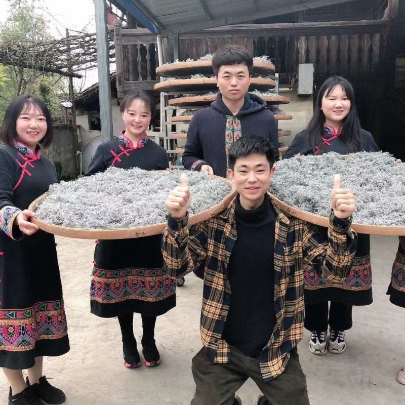 莓茶藤茶古茶钩藤自产自销回甘快且持久