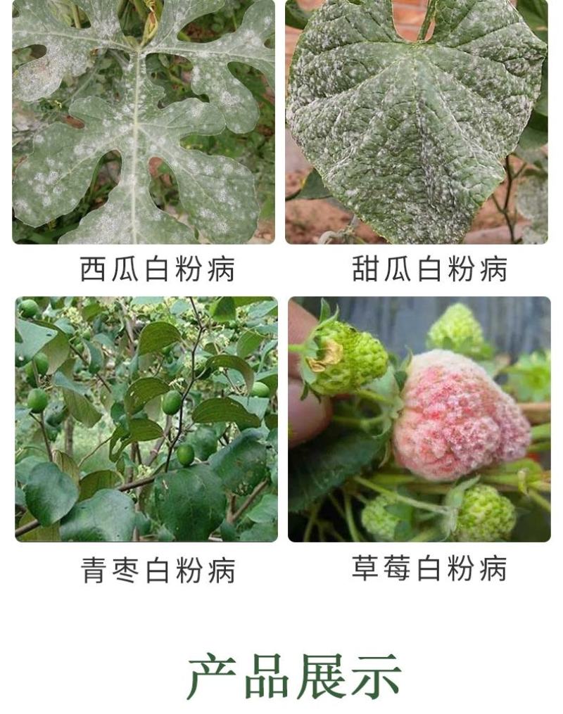 中迅洗白甲基硫菌灵乙嘧酚月季草莓黄瓜番茄甜瓜苹果白粉病杀