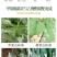 中迅洗白甲基硫菌灵乙嘧酚月季草莓黄瓜番茄甜瓜苹果白粉病杀