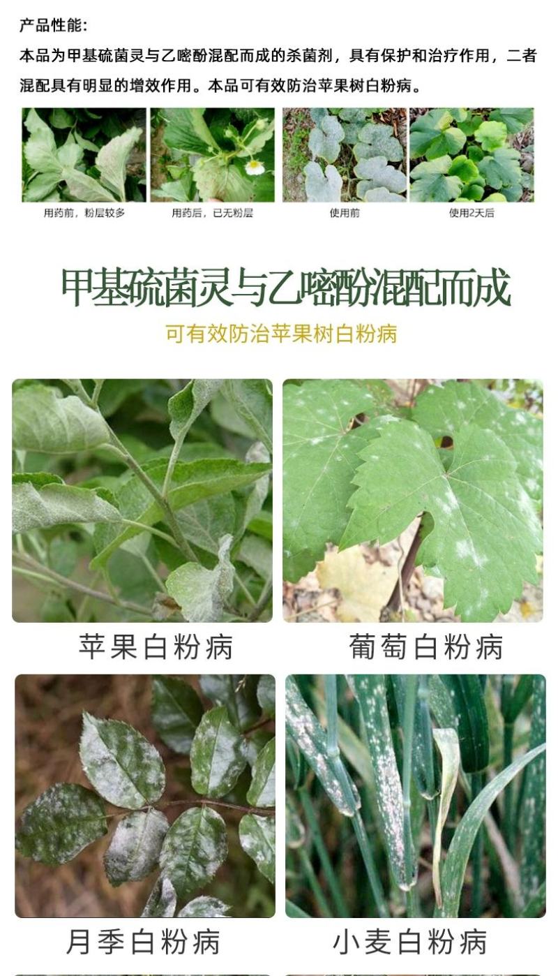 中迅洗白甲基硫菌灵乙嘧酚月季草莓黄瓜番茄甜瓜苹果白粉病杀