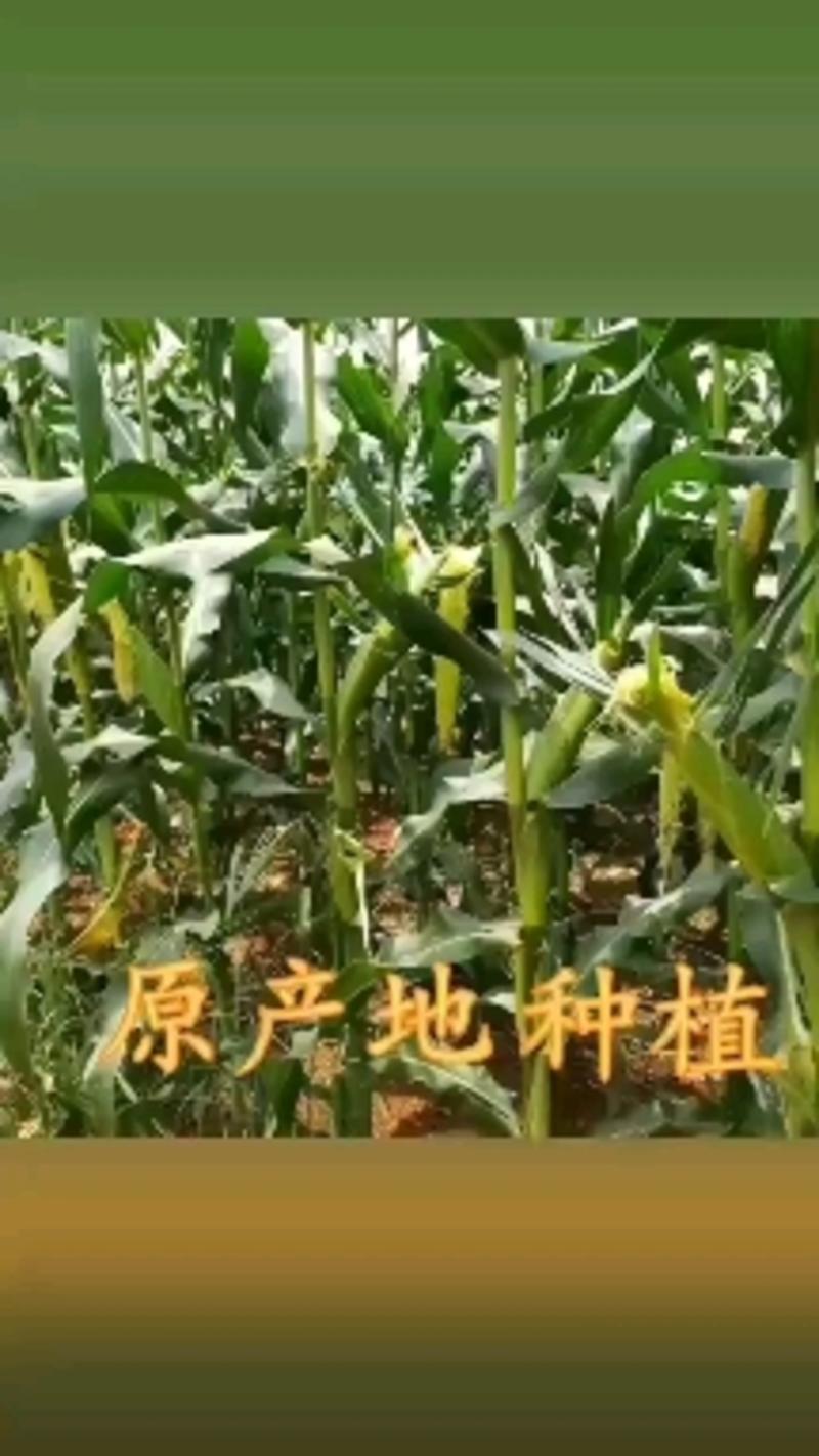 广东水果玉米特产农家种植现摘带皮玉米笋玉米芯新鲜现发包邮